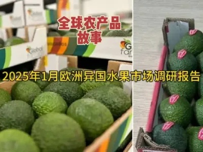 2025年1月欧洲异国水果市场调研报告#水果供应链 @云食界