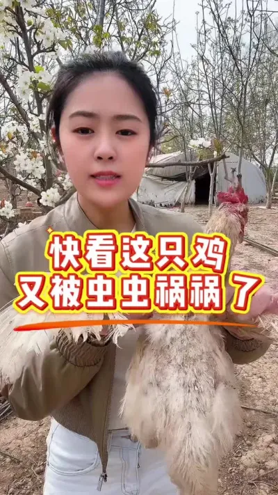 快看这只鸡被虫虫祸祸成啥样了 #养鸡#养鸡妙招#科学养鸡#鸡驱虫#鸡病防治