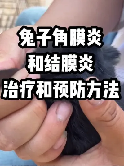 兔子角膜炎结膜炎治疗与预防方法 #养兔技术经验分享 #养兔技术经验分享 #兔子结膜炎 #兔子角膜炎 #养兔三分靠管理七分靠技术