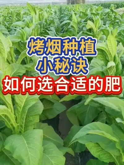 烤烟种植到底如何选合适的肥料 烤烟种植到底如何选合适的肥料#服务三农支持三农 #烤烟 #烤烟种植技术与管理#烤烟种植 #种植小技巧