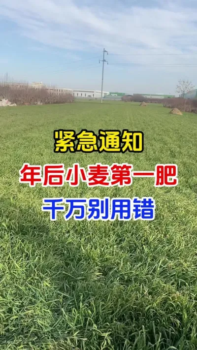 紧急通知，小麦年后第一肥千万别追错#小麦种植#小麦返青肥#小麦管理#小麦高产