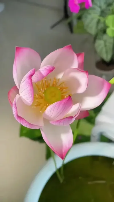 盆栽荷花的种植方法 #荷花  #爱生活爱养花 #荷花种藕 #盆栽荷花 #好运莲莲荷花分享给你