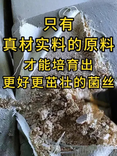 平菇种植，高海拔地区想做反季节生产，现在可以下料了，需要优质菌种联系我。#平菇种植 #平菇菌种 #食用菌栽培种 #栽培种