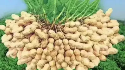 花生的超高产备播技术#高产花生 #分享农业技术增产增收