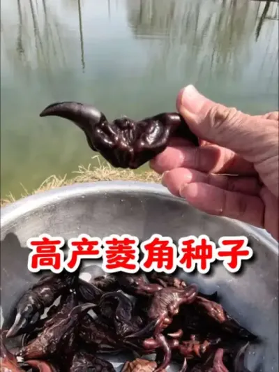 又到了种植菱角的时候了，喜欢吃的朋友不要错过了，高产菱角种子给您准备好了，赶紧种起来吧 #菱角 #菱角种子  #优质种苗 #抖音助农 #优质农产品