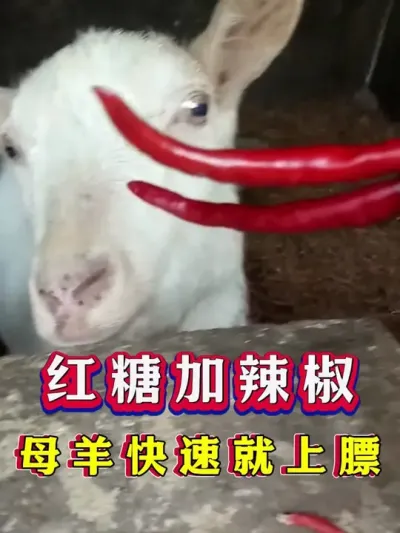 红糖加辣椒母羊快速就上膘 #养羊 #科学养羊 #新手养羊 #牛羊养殖