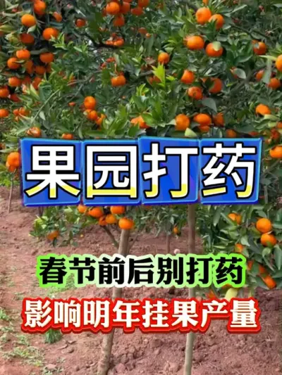 果园春节前后怎么打药 #果树种植   #果树管理   #果园管理   #病虫害防治