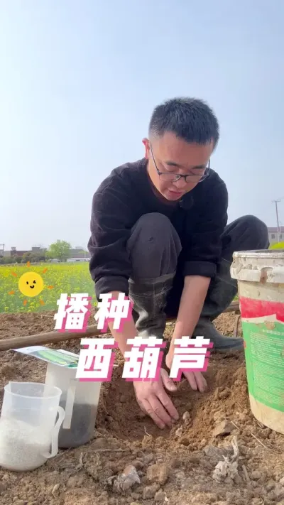 西葫芦怎么播种？西葫芦播种过程？#在家种菜 #我的小菜园 #田间地头走一走 #阳台种植 #种植小技巧