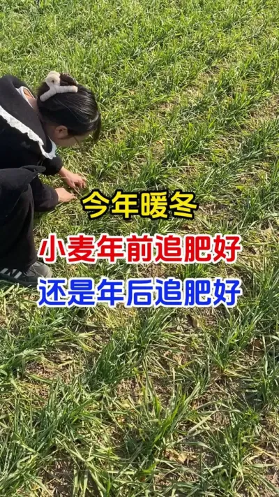 今年暖冬，小麦年前追肥好还是年后追肥好#小麦种植#小麦追肥#小麦返青期管理#小麦小麦高产#分享农业知识帮农民增产增收