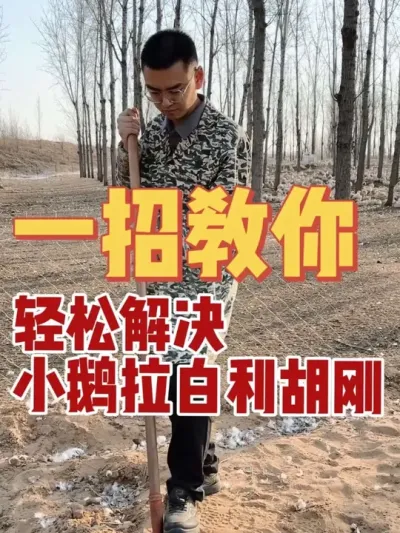 是不是发现刚到家的小鹅总是拉百利，糊刚？今天教你一招，轻松解决！点赞加关注，养鹅不迷路！#养鹅技术分享 #鹅 #养鹅 #养鹅技术找晓雨