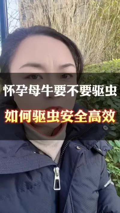怀孕母牛要不要驱虫#科学喂养 #养殖户 #西门塔尔 #牛羊养殖 #自繁自养