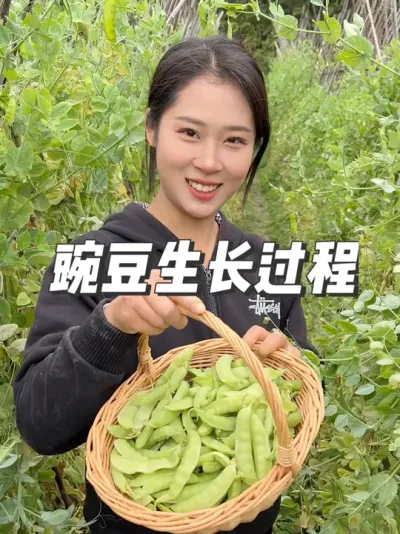 豌豆的生长过程 #三农 #我的乡村生活 #新农人计划2025  #豌豆
