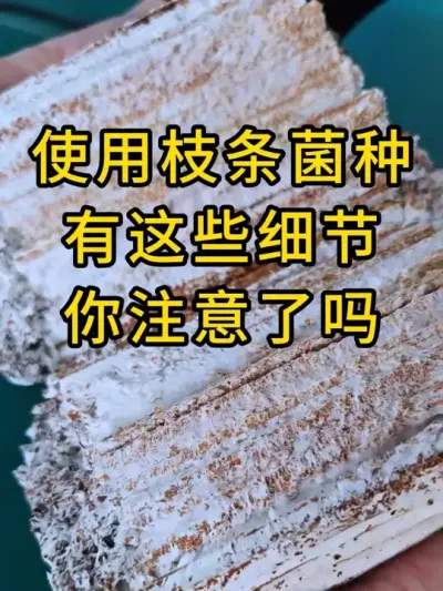 平菇种植，要注意这几个细节，缺一不可。#平菇种植 #食用菌 #菌种 #食用菌栽培种