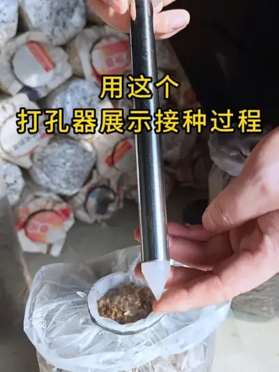 平菇种植，我们接种这样做，用打孔器展示接种过程，你也试试吧。#平菇种植 #打孔器 #菌种打孔器