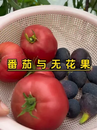 自己种的番茄和无花果经常被亲戚夸夸，每次走亲戚都带一些给她。#记录我的种植生活 #楼顶菜园 #盆栽果树 #阿巴坎玫瑰 #紫色波尔多