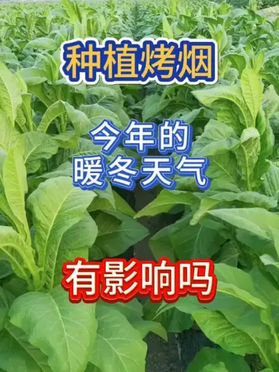 暖冬天气对我们种植烤烟有影响吗 #服务三农支持三农 #烤烟 #烤烟种植技术与管理 #烤烟种植 #农业种植