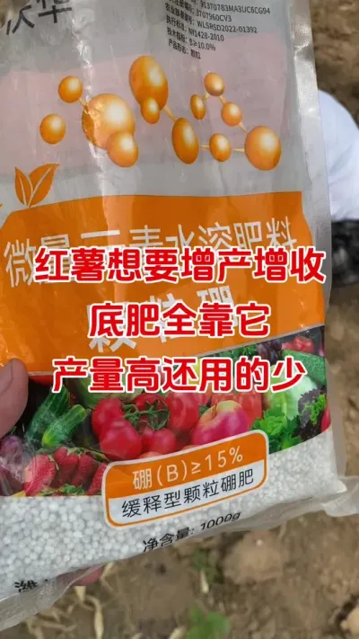 红薯想要增产增收，底肥用上它#红薯种植#红薯底肥#颗粒硼#红薯高产#红薯大丰收