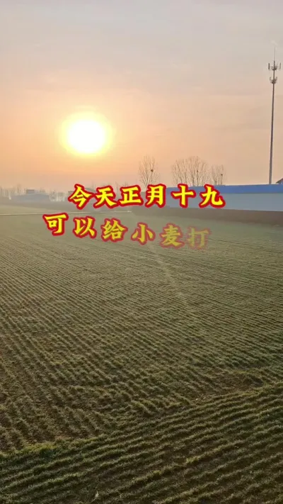 重要提醒#小麦 今天可以打除草吗#田间地头 #小麦高产技术 #麦田 #农田风景