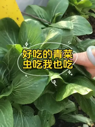 都是虫眼的青菜，碰到了你会买吗？#记录我的种植生活 #阳台盆栽 #我的小菜园 #三农 #楼顶菜园
