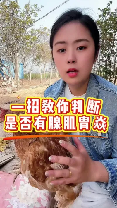 一招教你判断鸡是否有腺肌胄焱 #养鸡#科学养鸡#鸡病防治#散养土鸡#养鸡妙招