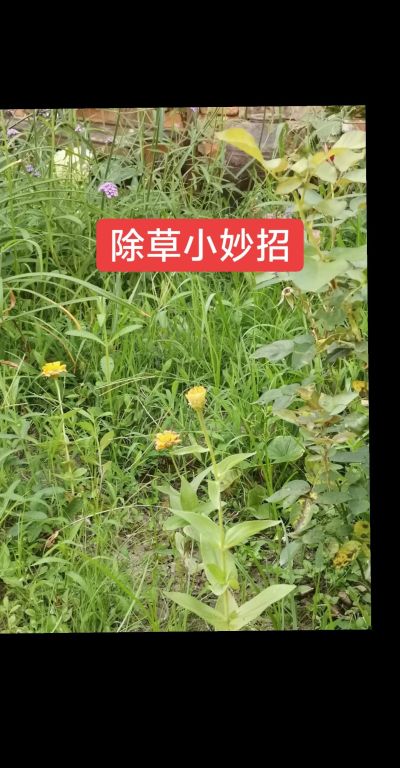 除草小妙招，让农田干净无烦恼#除草不伤作物 #三农 #农业植保 #杂草克星