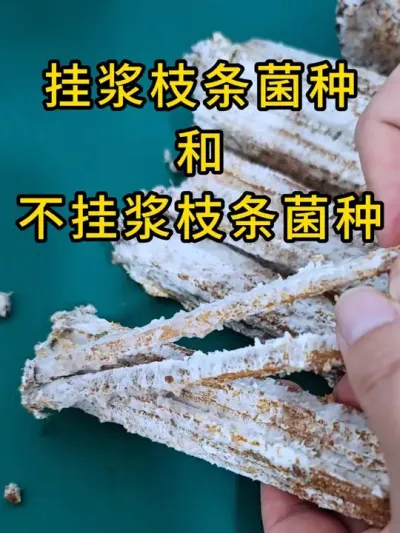 平菇种植，挂浆和不挂浆枝条菌种有很大区别，挂浆的枝条附挂更多营养物菌丝启动快，快来试试吧。#平菇种植 #平菇菌种 #食用菌栽培种 #栽培种