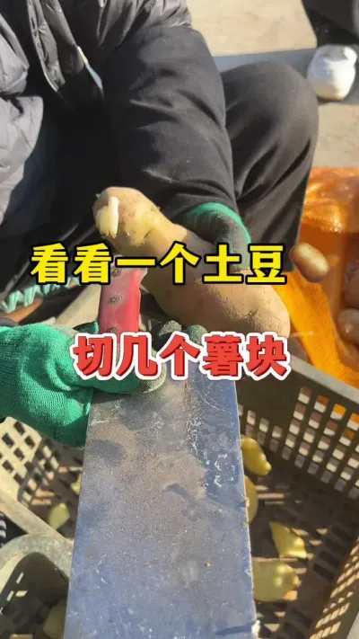 看看一个大土豆能切出多少薯块来吧#土豆高产种植 #土豆 @抖音小助手