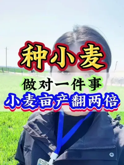 做对一件事，小麦亩产翻两倍 #小麦  #小麦种植  #小麦管理  #高产小麦  #种小麦