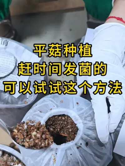 平菇种植，我们这样接种，发菌速度快，赶时间发菌的朋友可以试试这个神器#平菇种植 #菌种打孔器 #打孔器