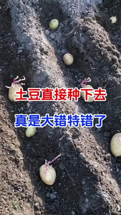 土豆直接种下去，真是大错特错#土豆种植#土豆拌种剂#土豆高产#种植小技巧 #分享农业知识帮农民增产增收
