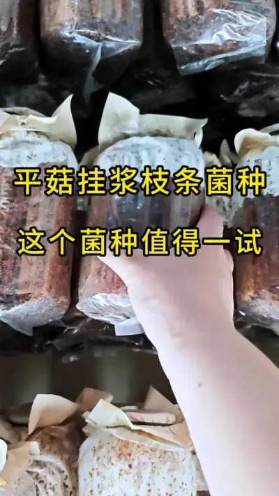 平菇种植，要想蘑菇长得好，菌种质量必须要到位，需要优质菌种的联系我#平菇种植 #平菇菌种 #食用菌栽培种 #栽培种