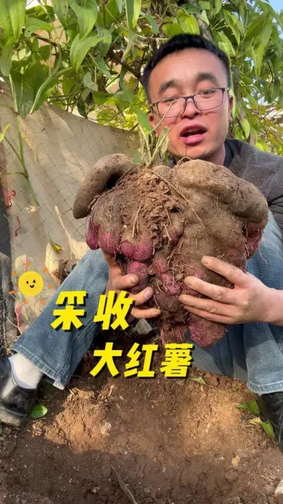采收大红薯？采收脚板薯&hellip;#关注我一起学种菜 #我的小菜园 #种植小技巧 #我爱种菜 #种菜