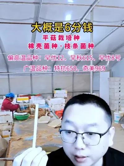 河北邯郸5个100米的平菇大棚，都是用的这个枝条挂浆菌种，发菌都非常成功，获得了丰收。#平菇种植 #平菇菌种 #食用菌栽培种 #栽培种