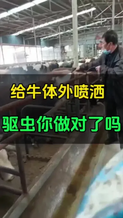 给牛体外喷洒驱虫，你做对了吗？#全国养牛人 #肉牛养殖 #养殖户 #牛羊养殖