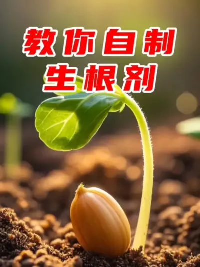 教您制作万能生根剂 #种植小技巧 #种菜 #生根剂 #生根 #在家种菜 @生菜杨姐 @寿光张大帅 @DOU+上热门
