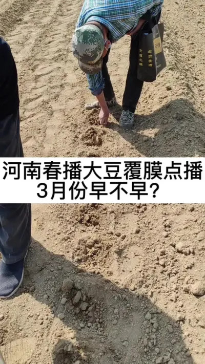 河南春播大豆，覆地膜点播种植，早不早？行距40，株距13～15 #春耕进行时  #带你看三农 #农业种植技术 #服务三农 #大豆种植