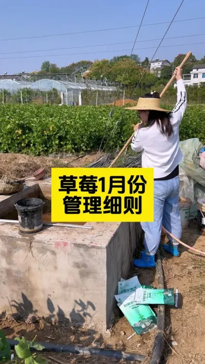 蛇年大吉，种啥啥丰收！#启明大师姐 #农业技术推广 #草莓种植管理技术和方法 #农业种植 #草莓种植
