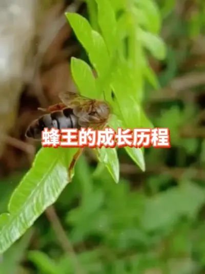 蜂王的发育需要经历哪几个阶段#蜜蜂养殖 #蜂王 #三农