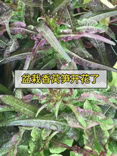 天气好热，香莴笋要开花了，要赶紧摘了，不然老了不好吃。 #盆栽青菜 #记录我的种植生活 #我的小菜园 #楼顶菜园