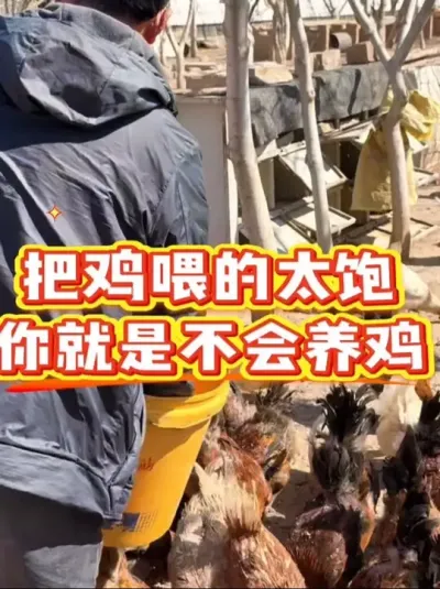 千万把鸡喂的太饱 #科学养鸡 #鸡鸭鹅养殖 #鸡病防治 #养鸡妙招#散养土鸡