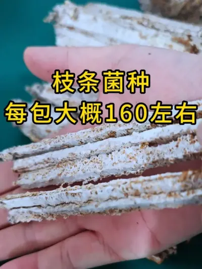 平菇枝条菌种，每包大概160根左右，全国发货。#平菇种植 #平菇菌种 #食用菌栽培种 #栽培种