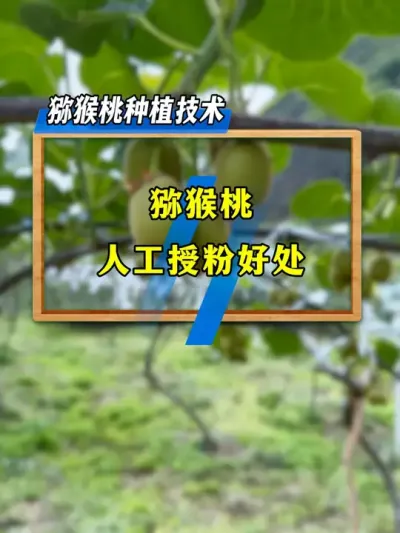 猕猴桃授粉很关键，授粉好能提高坐果率，后期还会提高果子品质，你授粉了吗？#种植小技巧 #果树管理 #农业技术推广 #三农