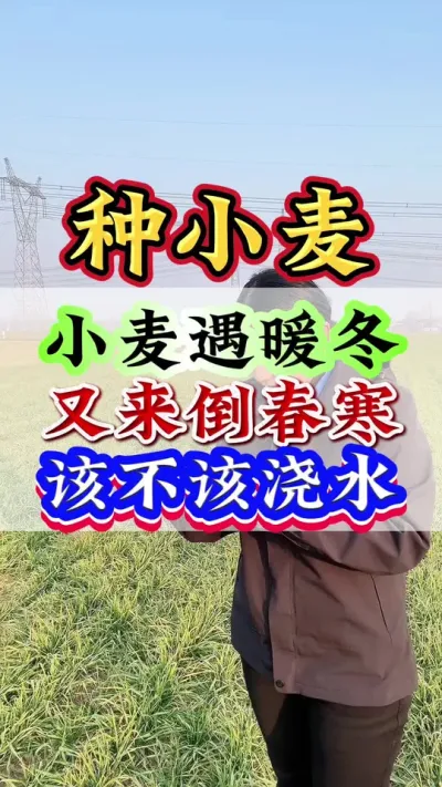 小麦遇暖冬又来倒春寒该不该浇水#小麦 #种小麦 #小麦高产 #小麦管理 #种植小技巧