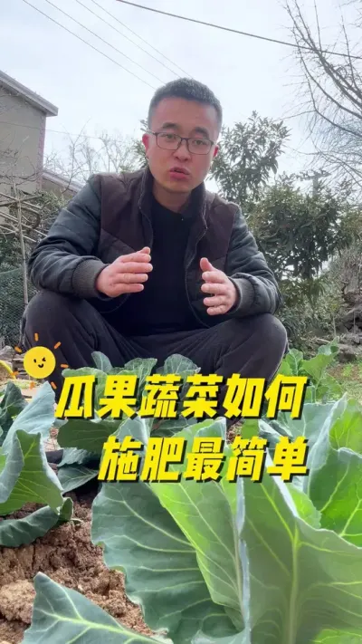 瓜果蔬菜如何施肥最简单？瓜果蔬菜基本施肥方法？#每天分享蔬菜种植技巧 #关注我一起学种菜 #我的小菜园 #学种菜 #我爱种菜
