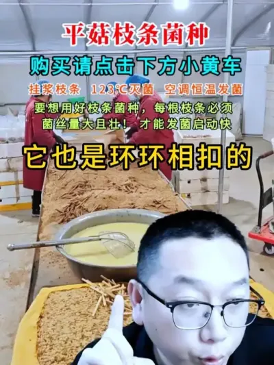 河北定州的这个基地做到了这三点，菌丝浓密又健壮，蘑菇每天装100箱。#平菇种植 #平菇菌种 #食用菌栽培种 #栽培种
