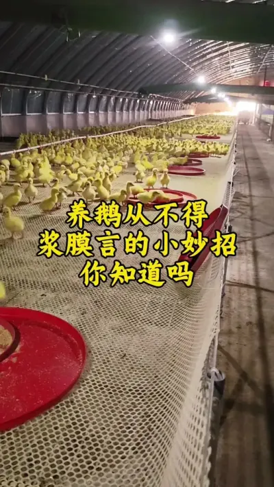 #养鹅技术分享 #养鹅人 #鹅 #肉鹅 #禽病技术指导