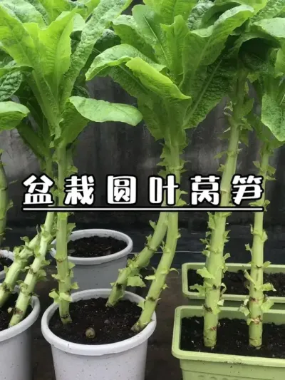 盆栽的莴笋又丰收了，赶紧摘回家炒个腊肉，很不错！#记录我的种植生活 #楼顶菜园 #自己种的纯天然的绿色蔬菜 #我爱种菜 #莴笋