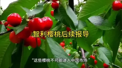 迟到樱桃船#船来啦 #进口水果 @云食界