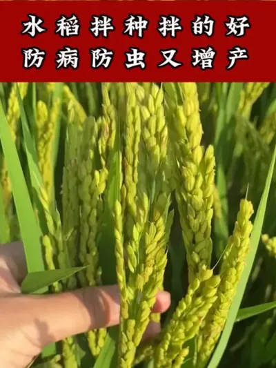 水稻种植拌种专用 #水稻种植#水稻拌种#水稻高产技术 #水稻上山 #水稻管理