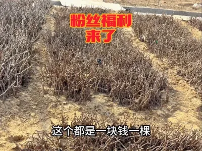 小阳粉丝福利大回馈，葡萄苗木只要一元一棵#阳光玫瑰 #农业种植 #植树 #三农 #福利来了
